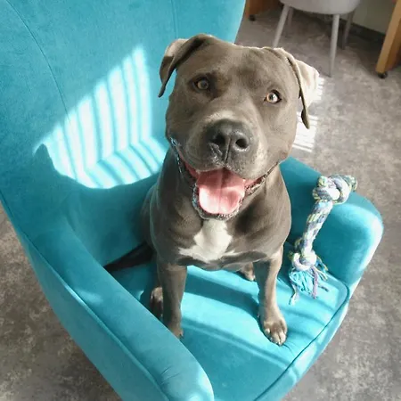 Tulip - Patio Wrocław