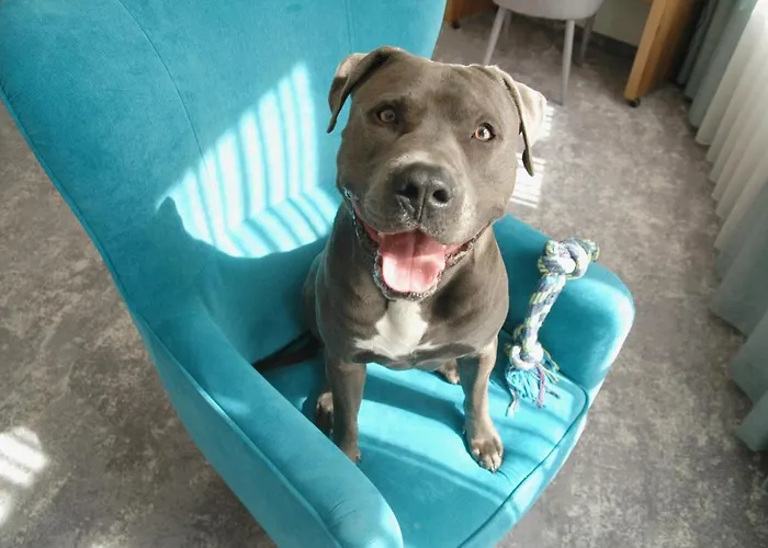 Tulip - Patio 브로츠와프